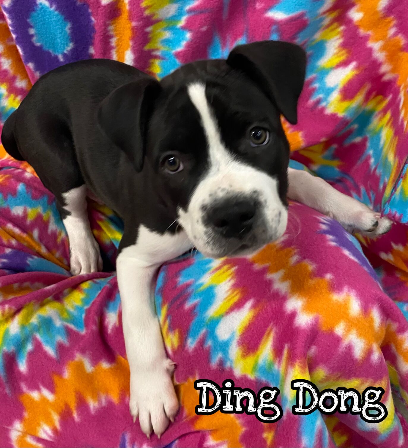 Ding Dong